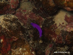 Pseudochromis fridmani (Fridmans Zwergbarsch)